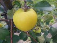 Einzelfrucht am Baum CR 57-5