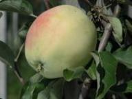 Einzelfrucht am Baum Sommergewürzapfel