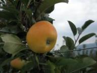 Fruit on the tree Lb 17836