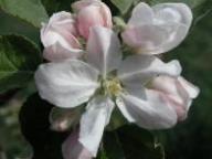 Flower Ribston Pepping