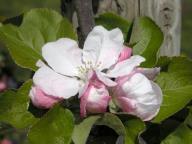 Flower Weißer Tafelapfel
