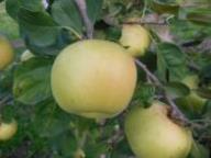 Einzelfrucht am Baum ACW 14995