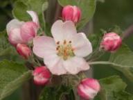 Blüte Adersleber Kalvill