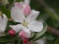 Blüte Ambrosia