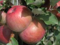 Einzelfrucht am Baum Bismarkapfel