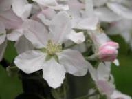 Blüte Braeburn