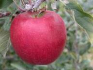 Einzelfrucht am Baum Braeburn