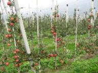 Baum Braeburn