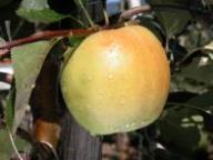 Einzelfrucht am Baum Brünnerling Großer