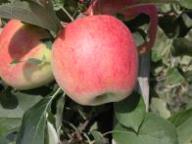 Einzelfrucht am Baum Civni