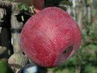 Einzelfrucht am Baum Coop43