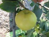 Einzelfrucht am Baum CR 57-1