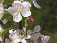 Blüte Cripps Pink