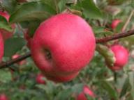 Einzelfrucht am Baum Cripps Pink