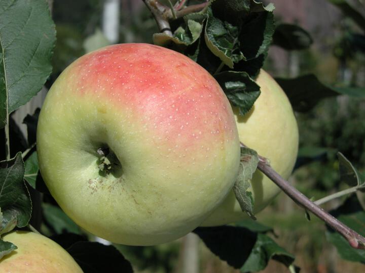 Einzelfrucht am Baum Croncels