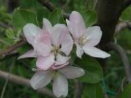 Blüte Elstar