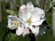 Blüte Falchs Gulderling