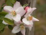 Blüte Freiherr von Berlepsch