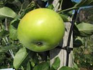 Einzelfrucht am Baum Gelber Edelapfel