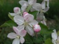 Blüte Golden Delicious