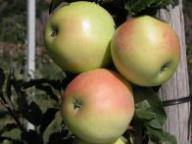 Einzelfrucht am Baum Grahams Jubiläumsapfel