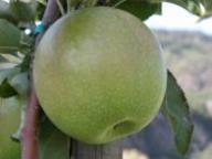 Einzelfrucht am Baum Granny Smith