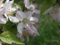 Blüte Harmensz