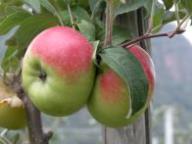 Einzelfrucht am Baum Krippele Apfel