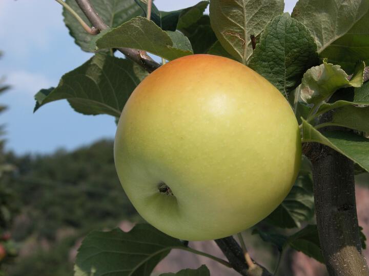 Einzelfrucht am Baum Landsberger Renette