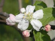 Blüte Landsberger Renette