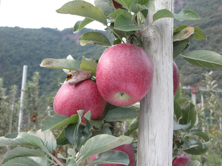 Einzelfrucht am Baum Lb 07385