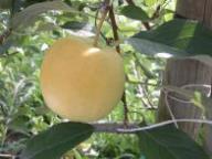 Einzelfrucht am Baum Lb 07535