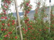 Baum Lb 09669