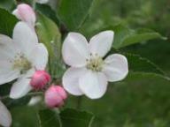 Blüte Morgenduft