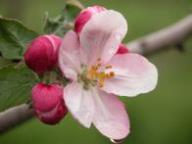 Blüte Osnabrücker Renette