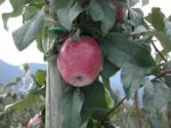 Einzelfrucht am Baum Pixi Seam