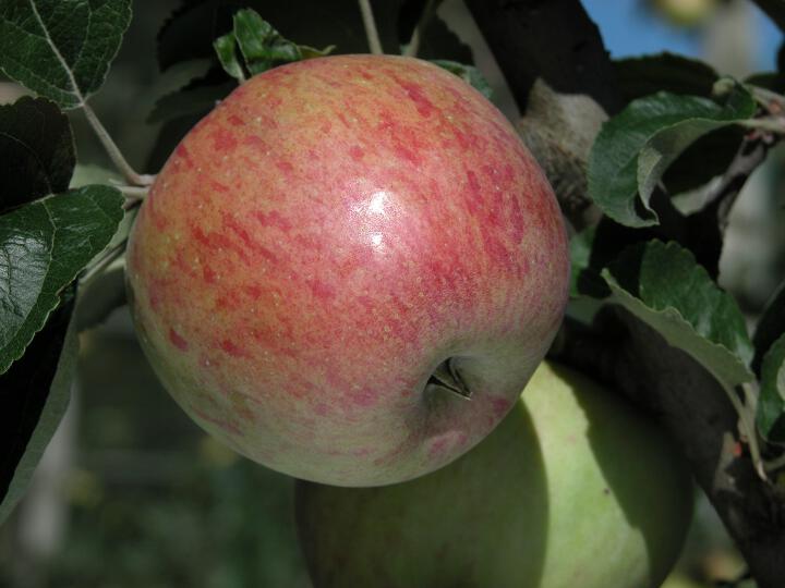 Einzelfrucht am Baum Prinzenapfel