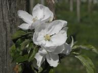 Blüte Prinzenapfel