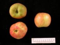 Prinzenapfel
