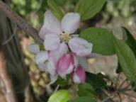 Blüte Rafzubin Rubinette