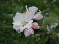 Blüte Red Delicious Spur