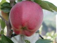 Einzelfrucht am Baum Red Delicious Spur