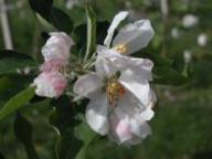 Blüte Red Delicious Standard