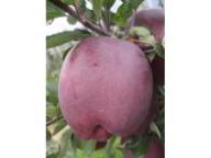 Einzelfrucht am Baum Red Delicious Standard