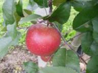 Einzelfrucht am Baum RM-1