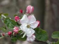 Blüte Rosa di Seio