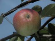 Einzelfrucht am Baum Roter Eiserapfel