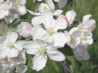 Blüte Roter Eiserapfel