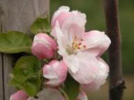 Blüte Roter Stettiner