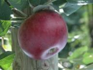 Einzelfrucht am Baum Roter von Simonfi
